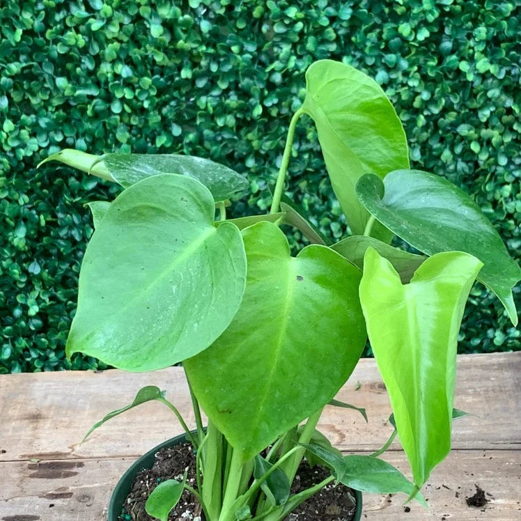 Monstera - 