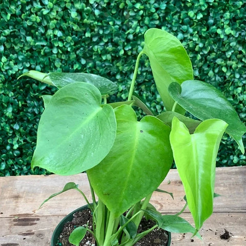 Monstera - 