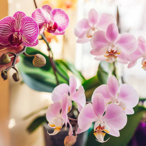 Phalaenopsis Orchid - 