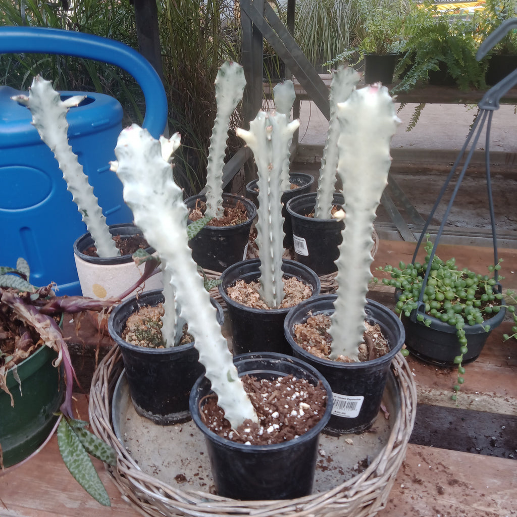 Euphorbia - 
