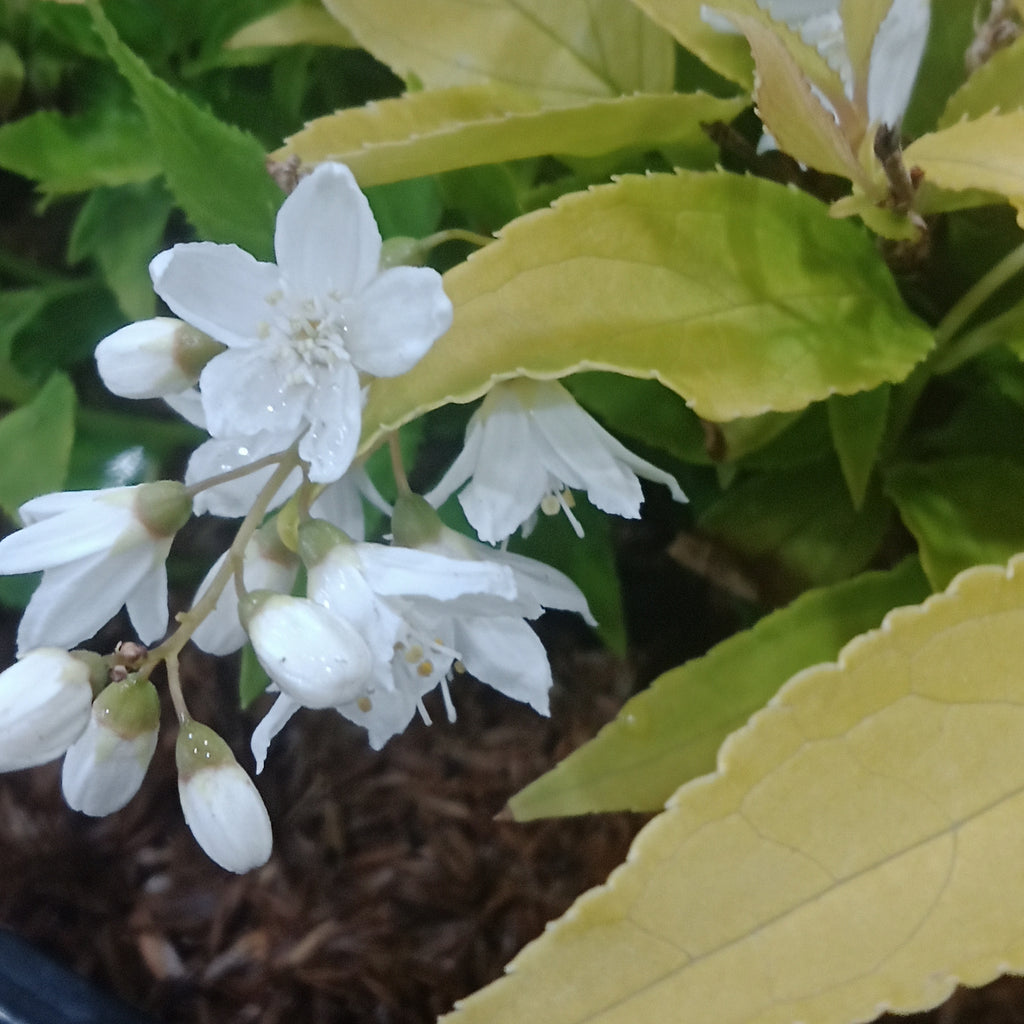 Deutzia - 