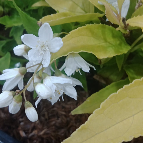 Deutzia - 