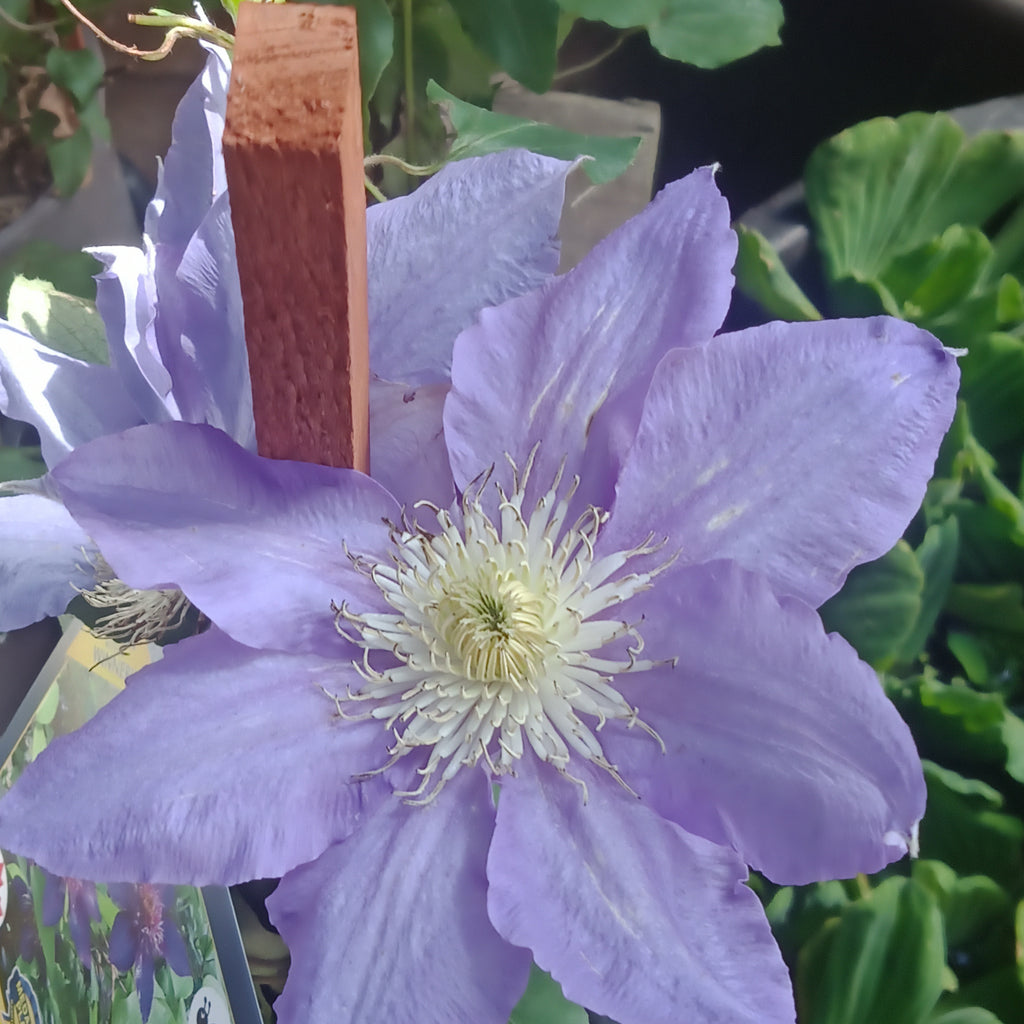 Clematis - 