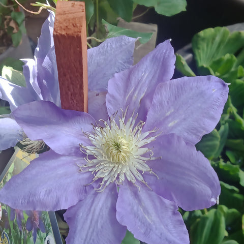 Clematis - 