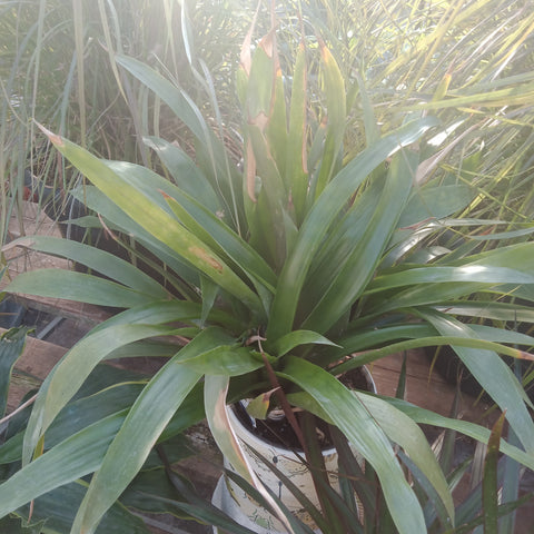 Bromeliad (6