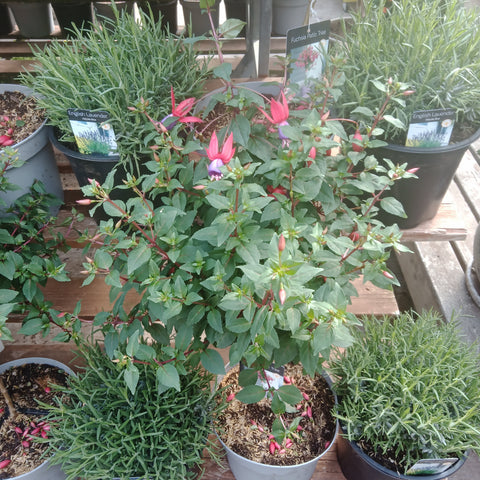 Ornamental Fuchsia - 