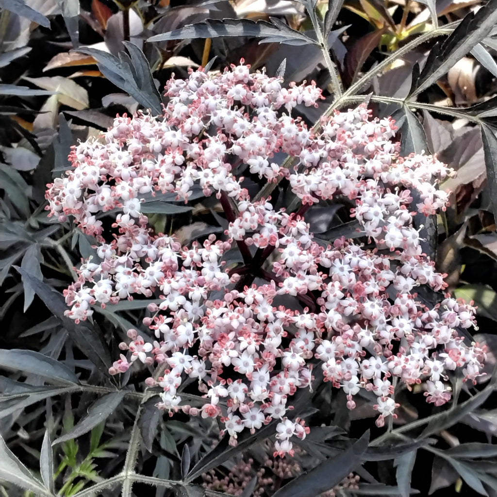 Elderberry - 