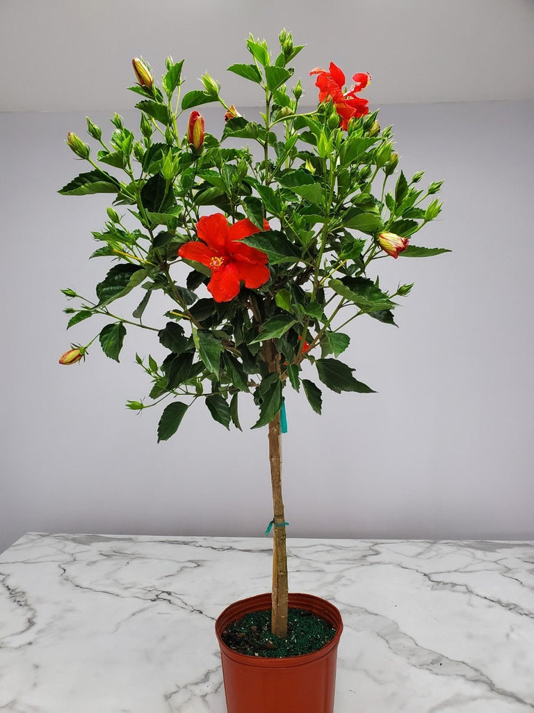 Hibiscus Tree 14