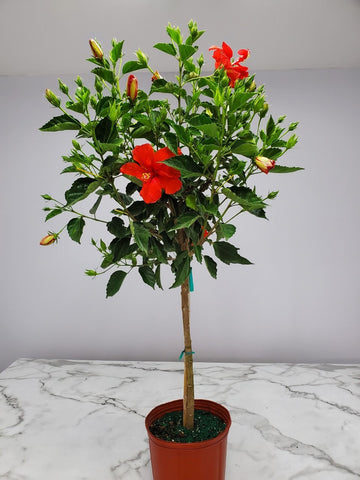 Hibiscus Tree 14