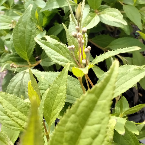 Deutzia - 