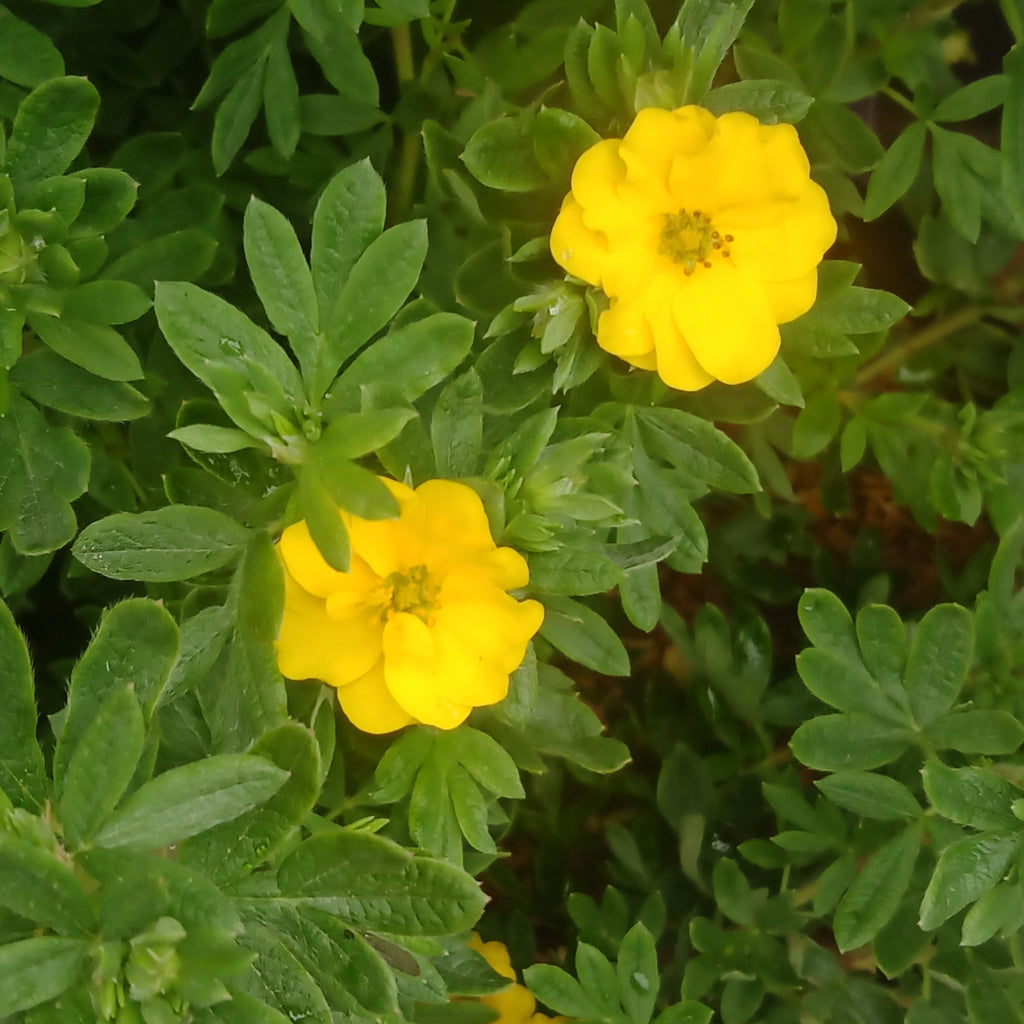 Potentilla - 