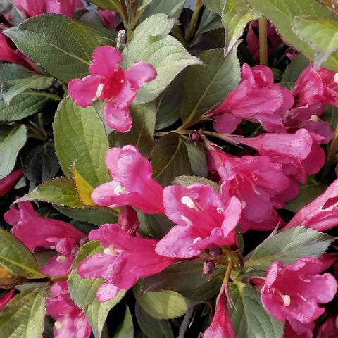 Weigela Reblooming - 