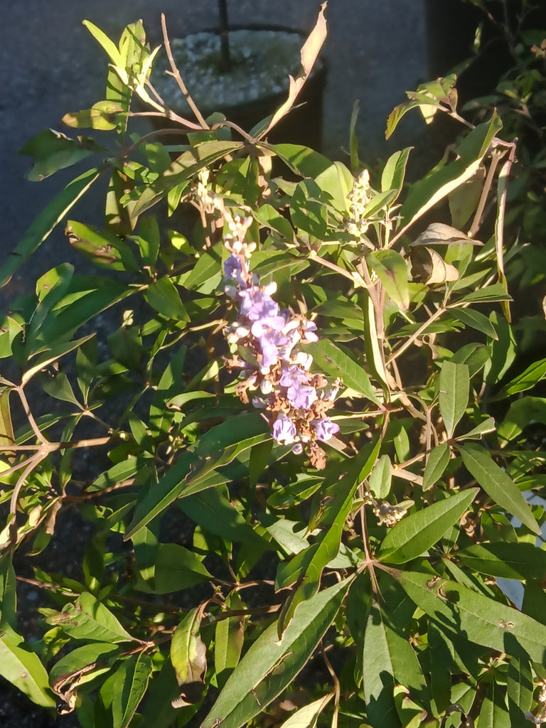 Chasetree - 