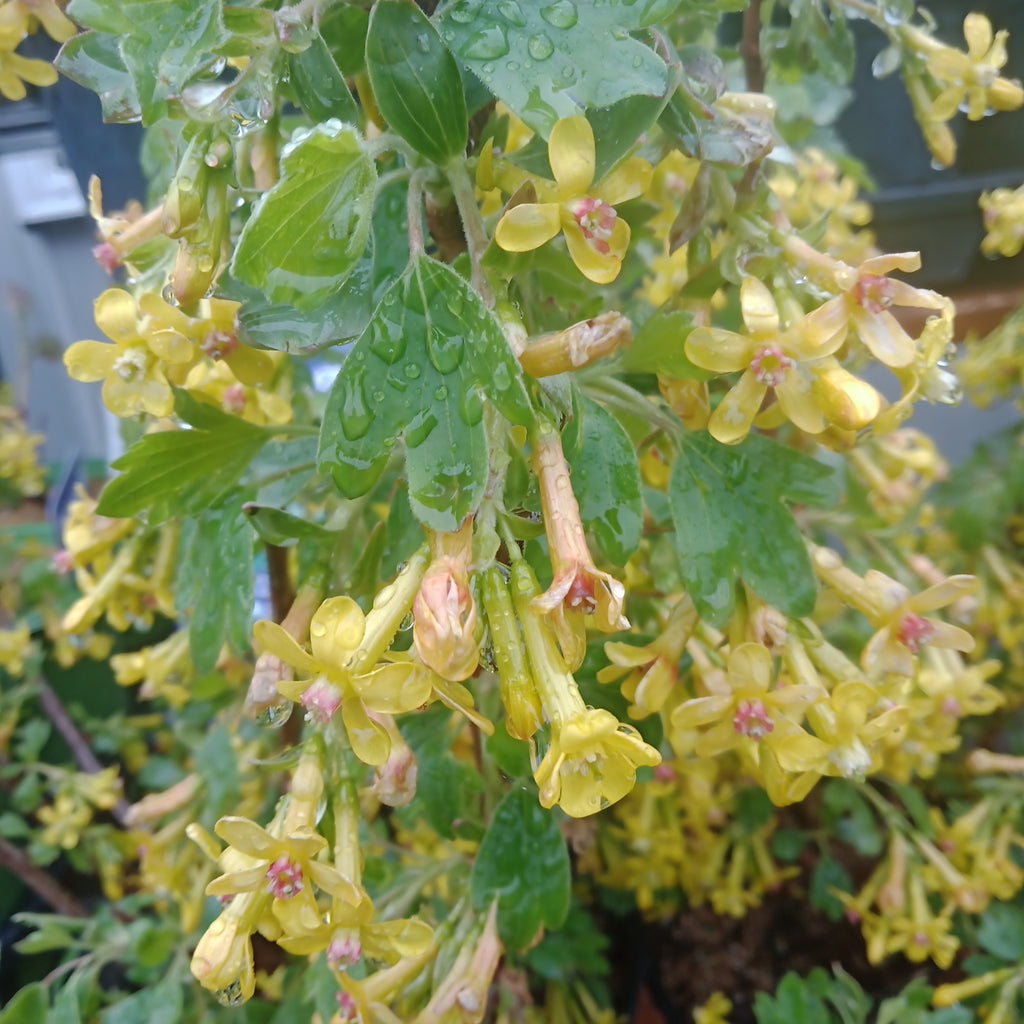 Currant - 