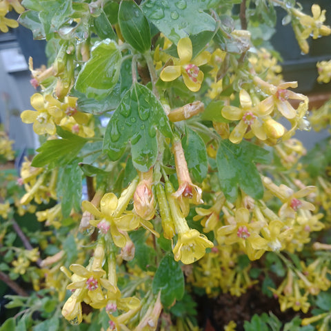 Currant - 