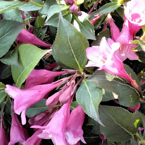 Weigela - 