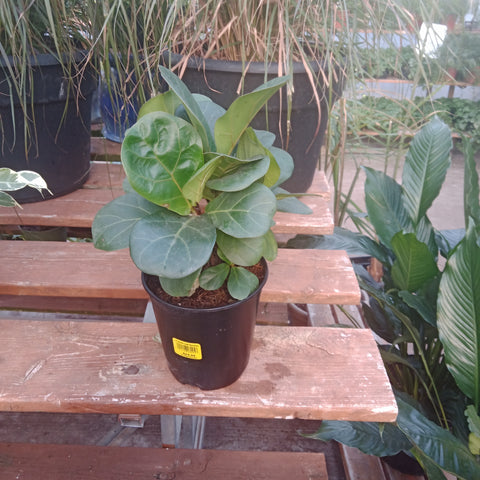 Ficus - 