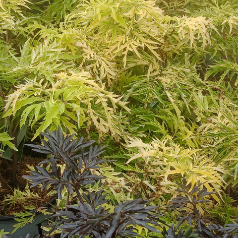 Elderberry - 
