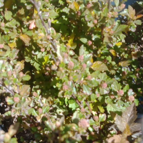Ninebark - 