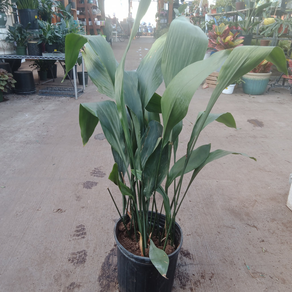 Cast Iron plant