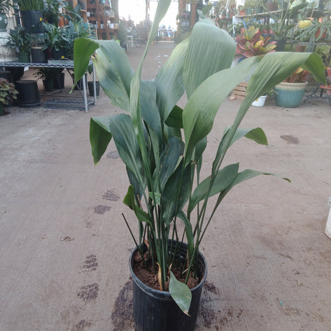 Cast Iron plant