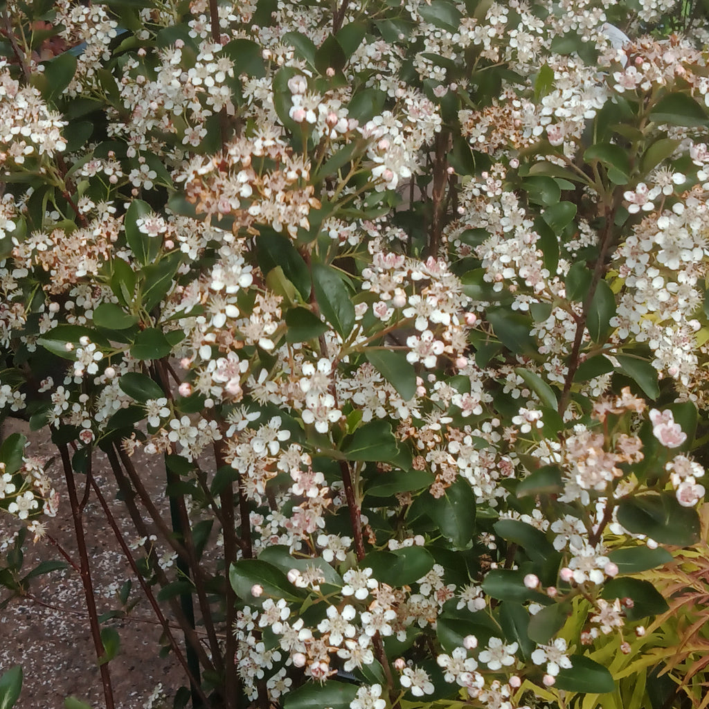 Chokeberry - 