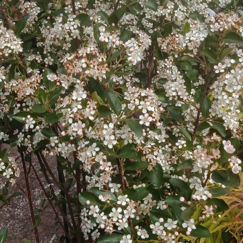 Chokeberry - 