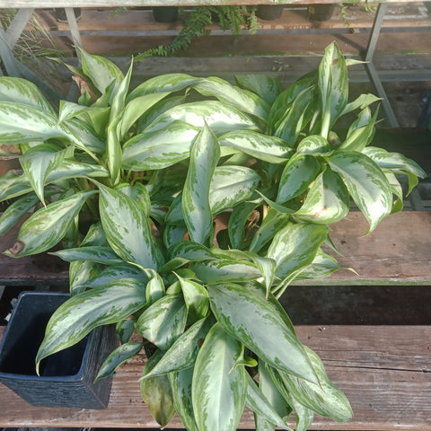 Aglaonema - 'Silver Bay'