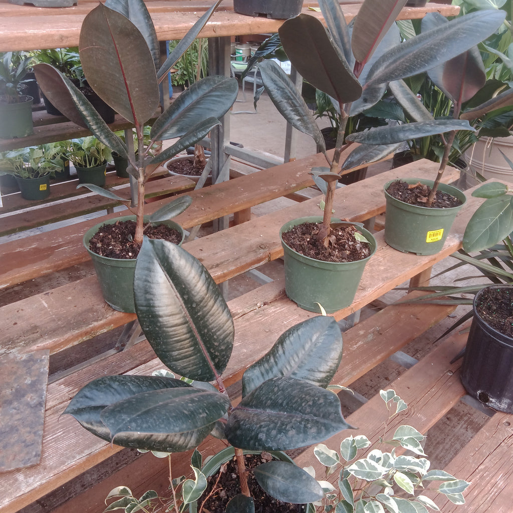 Ficus - 6