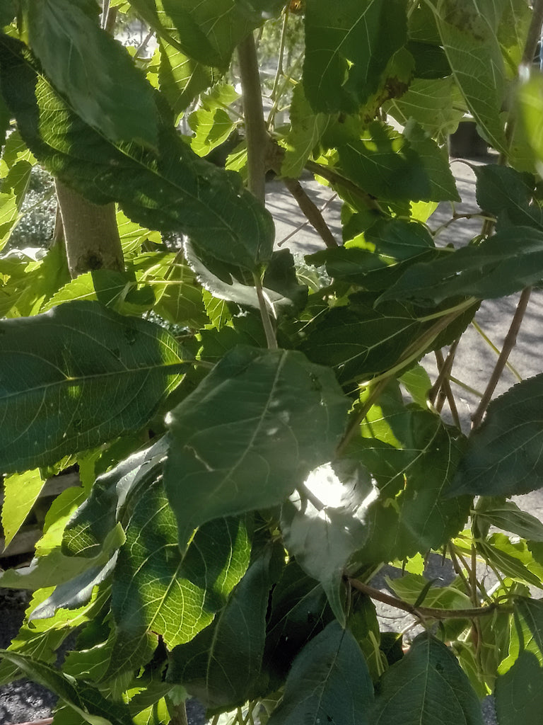 Weeping Mulberry - “Fruitless” (7Gal)