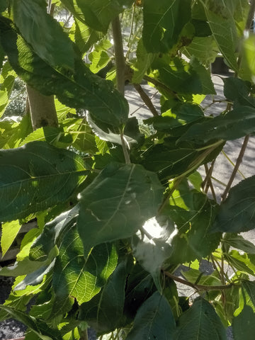 Weeping Mulberry - “Fruitless” (7Gal)