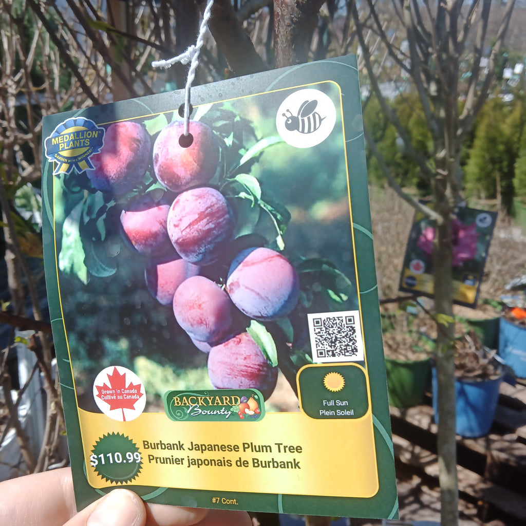 Plum tree 