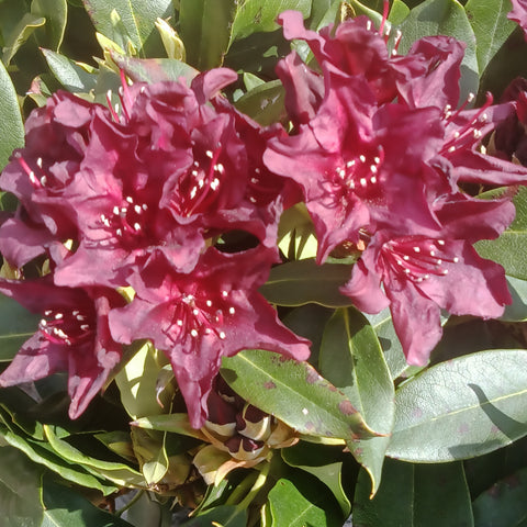 Rhododendron - 