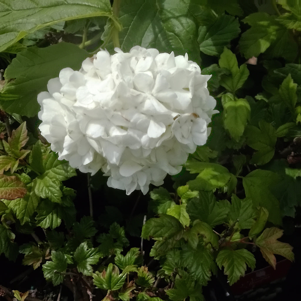 Viburnum op. - Snowball Bush 
