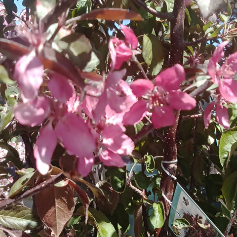 Crabapple - “Profusion” (7Gal)