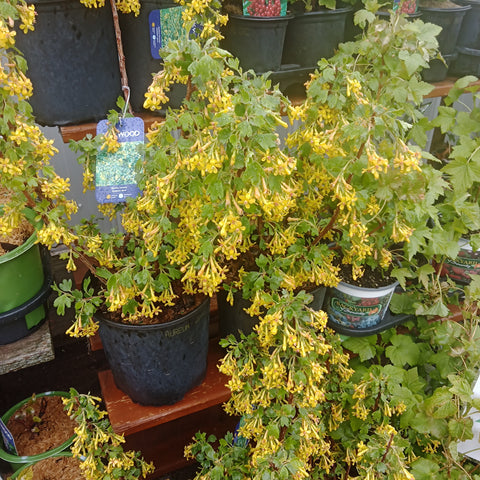 Currant - 