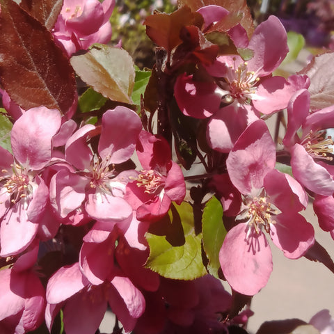 Crabapple - “Thunderchild” (7Gal)