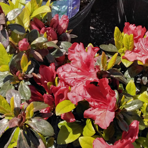 Azalea - 