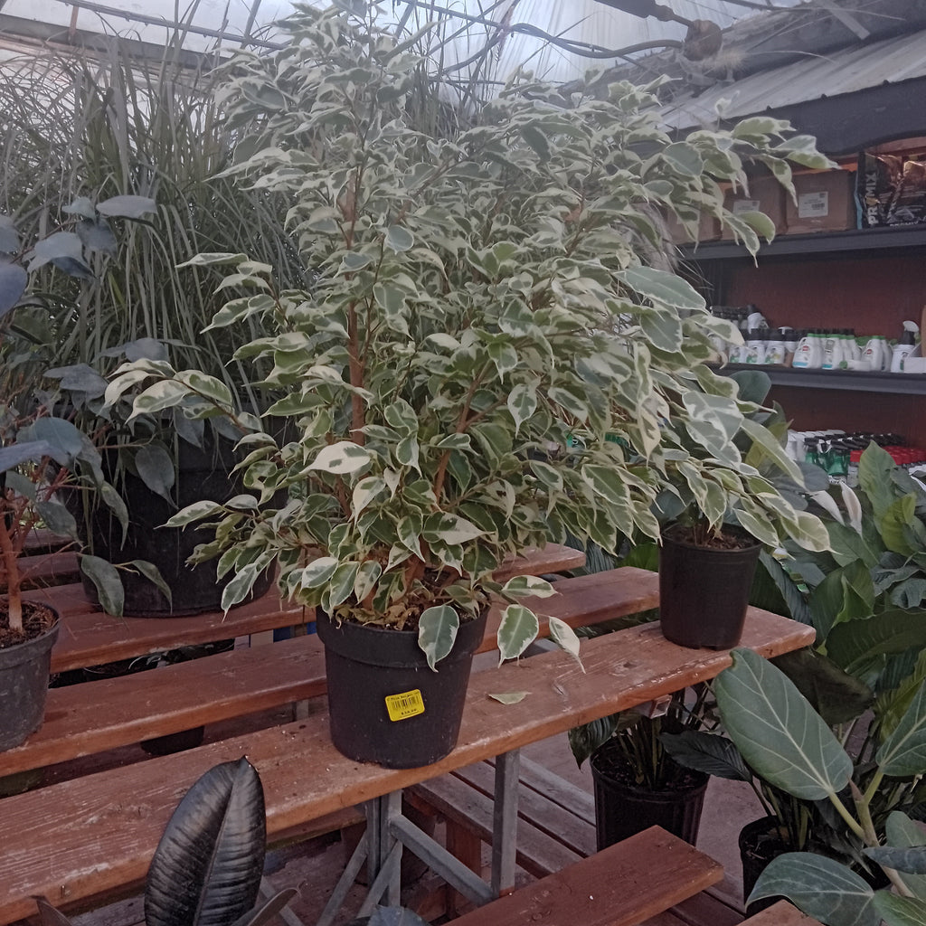 Ficus - Benjamina Variegated (6