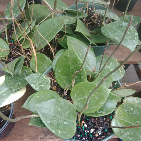 Hoya - Parasita Splash 6”