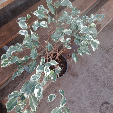 Ficus - Benjamina Variegated (6