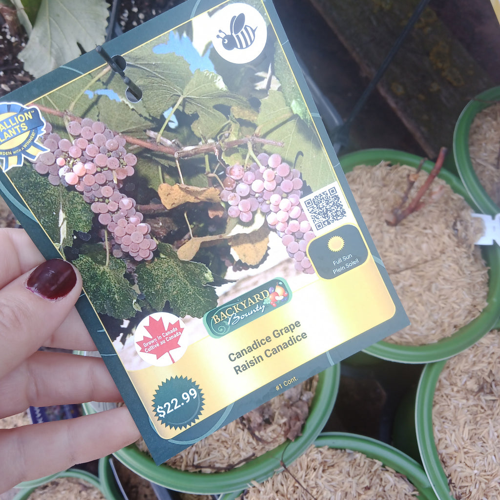 Grape - “Canadice” (1 gal)