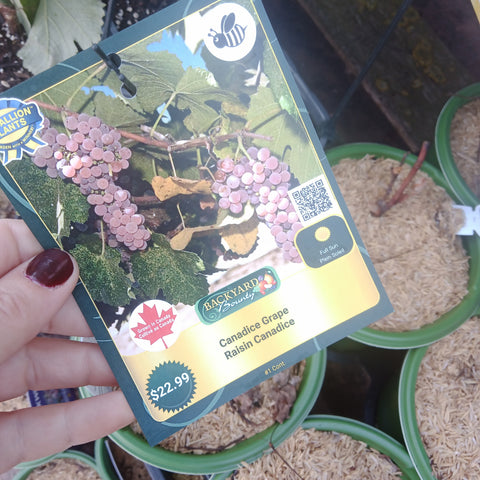 Grape - “Canadice” (1 gal)