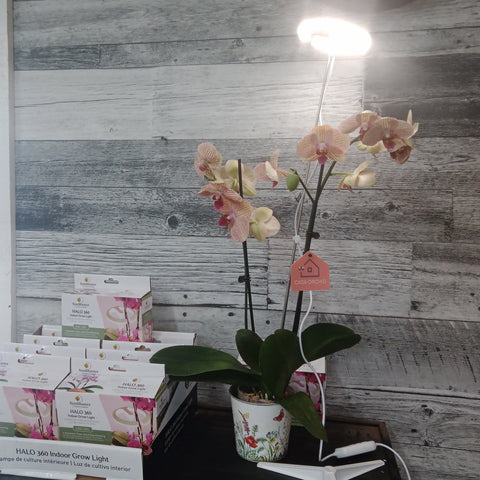 SunBlaster- Halo 360 indoor grow light