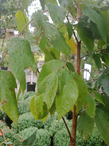 Ironwood - “Hop Hornbeam” (7Gal)