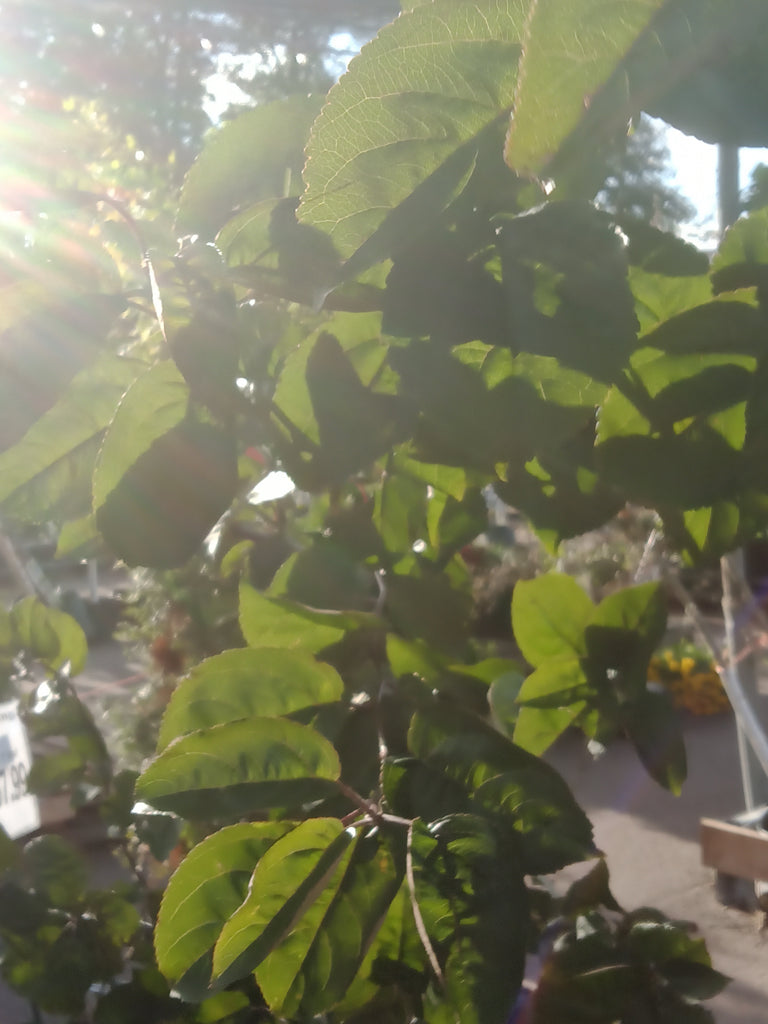 Crabapple - 
