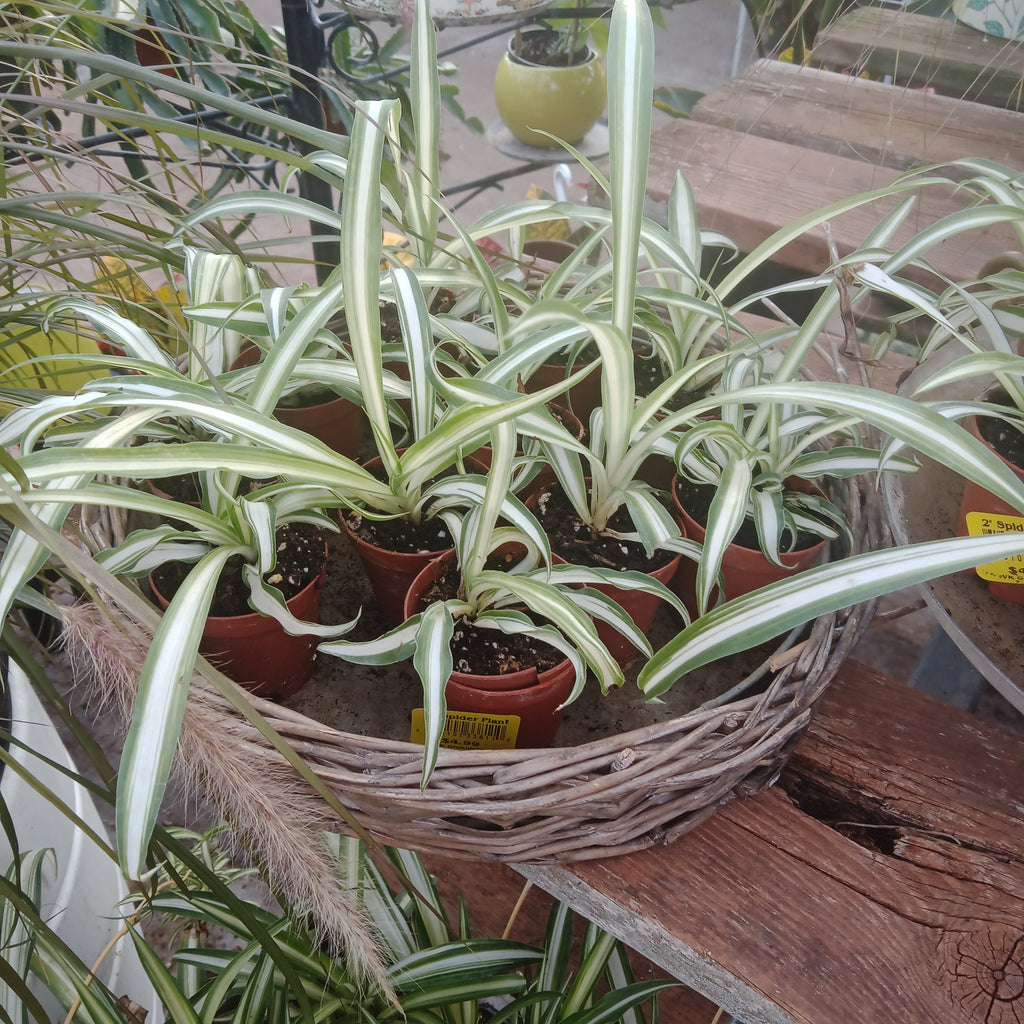 Chlorophytum - Spider Plant 2