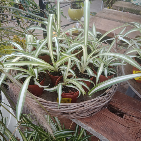 Chlorophytum - Spider Plant 2