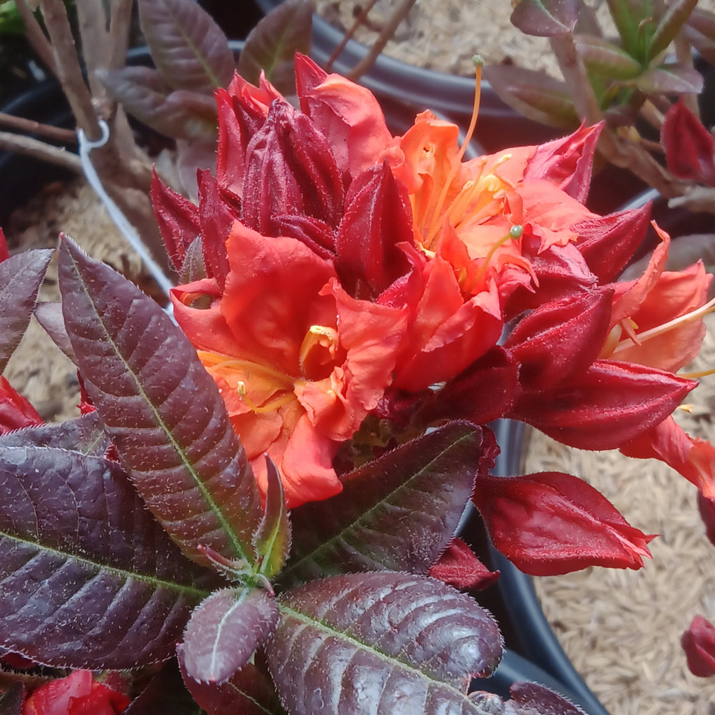 Azalea - 'Fireball'