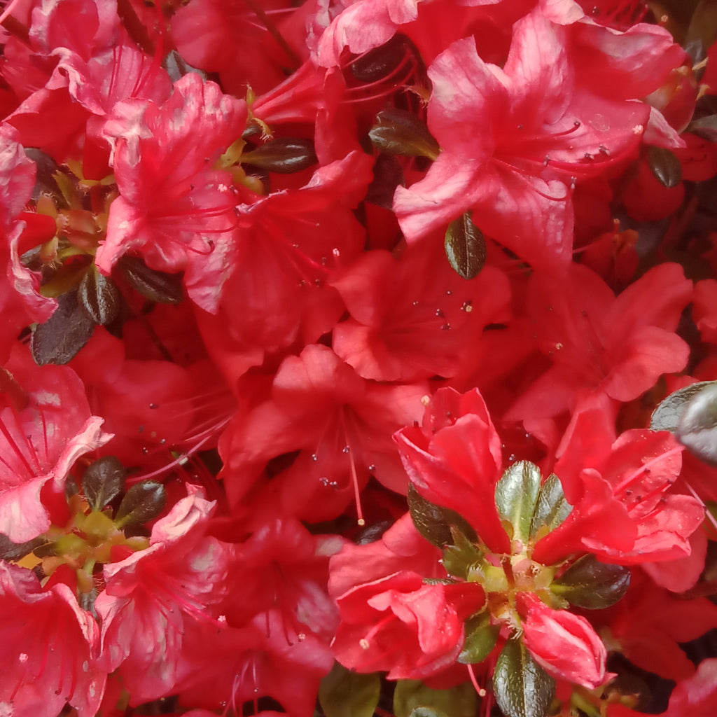 Azalea - 